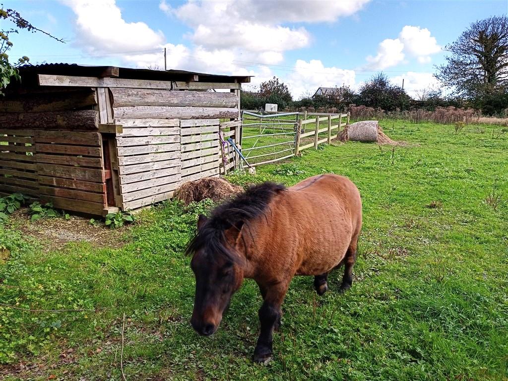 3 Bedroom Smallholding for Sale in Tanygroes, Cardigan, SA43 2HZ