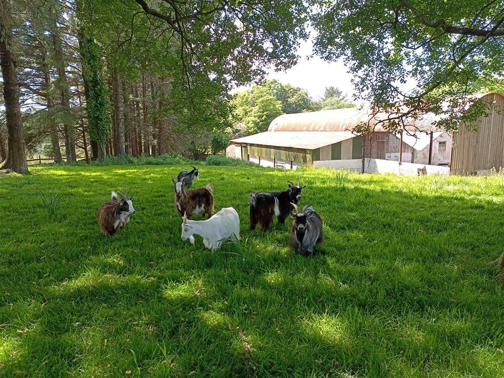5 Bedroom Equestrian Property for Sale in Rhos, Llandysul, SA44 5EE